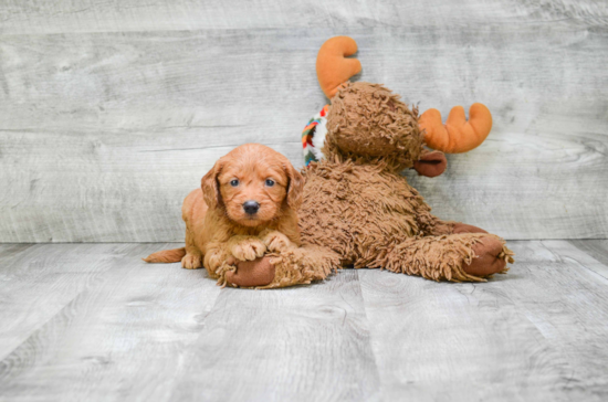 Best Mini Goldendoodle Baby