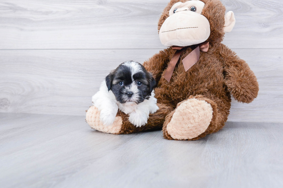 Energetic Shit Designer Puppy