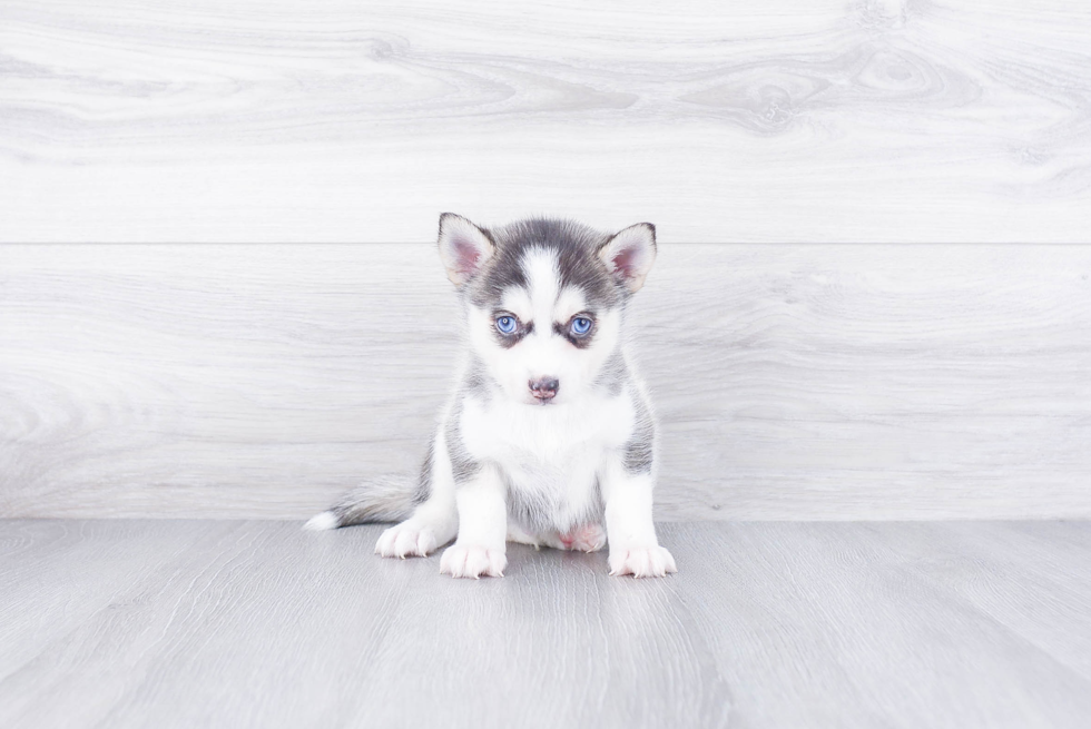 Pomsky Pup Being Cute