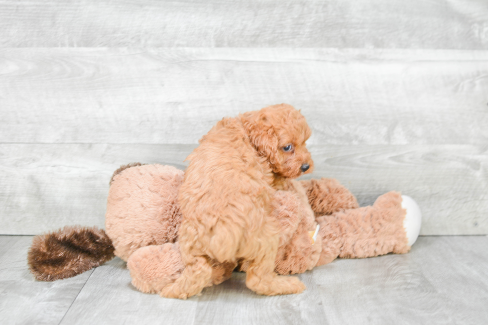 Cockapoo Pup Being Cute