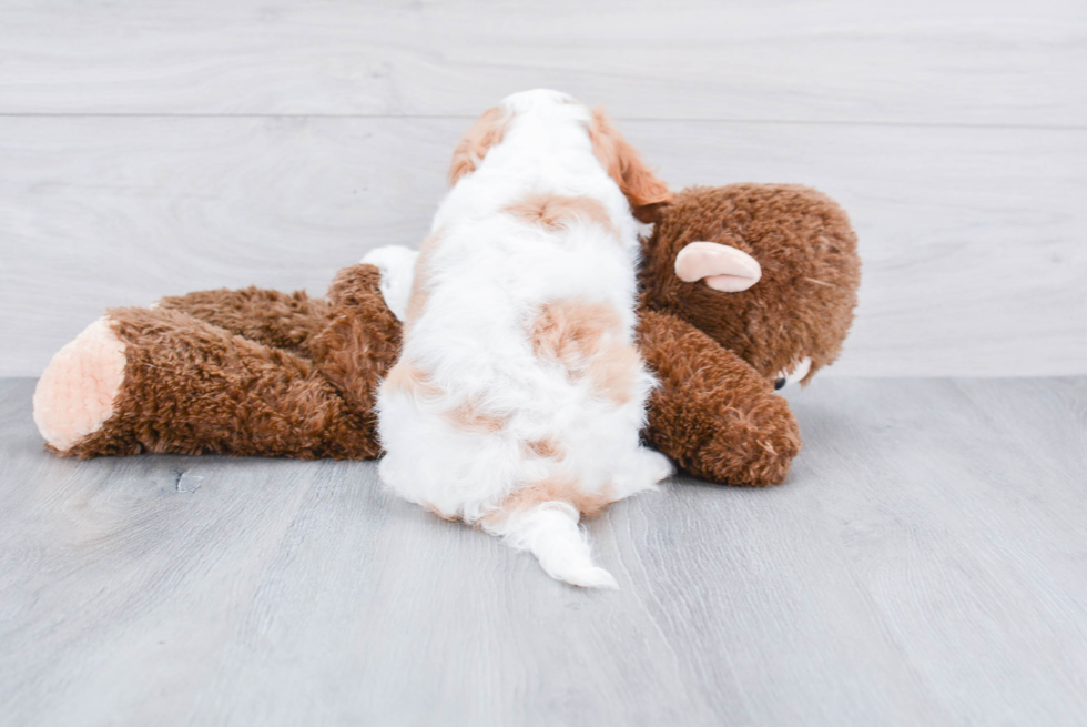 Cavalier King Charles Spaniel Pup Being Cute