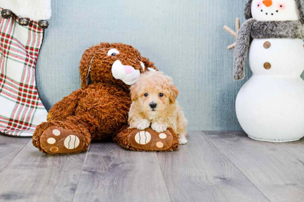 Cute Maltipoo Baby