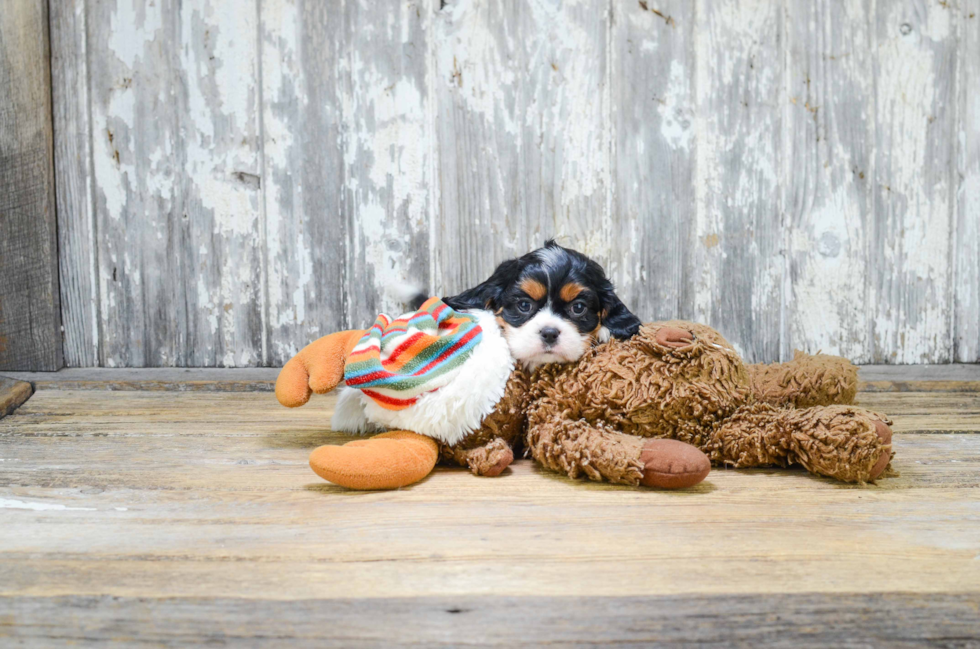 Popular Cavalier King Charles Spaniel Baby