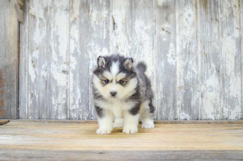 Popular Pomsky Designer Pup