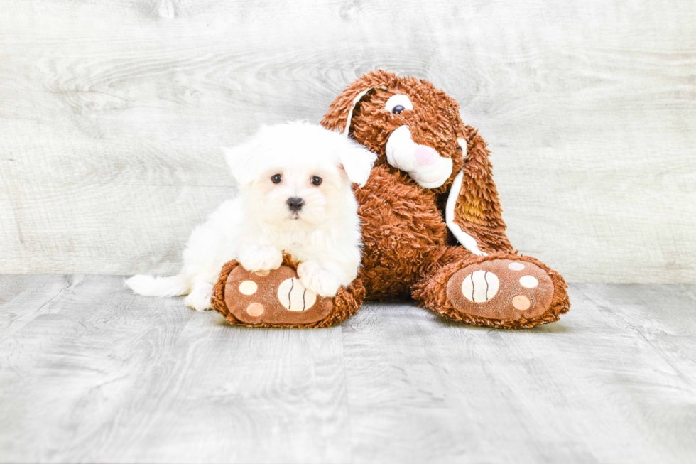 Funny Maltese Purebred Pup