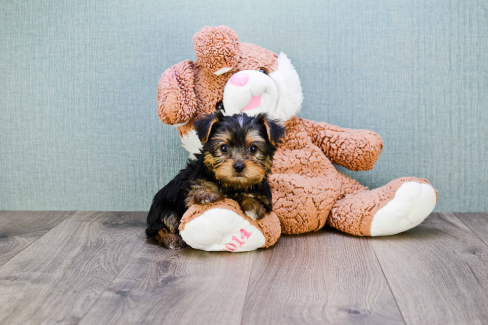 Meet Rascal - our Yorkshire Terrier Puppy Photo 