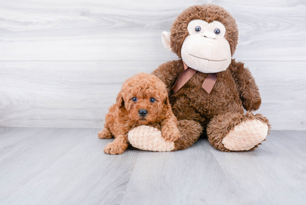 Smart Mini Goldendoodle Poodle Mix Pup