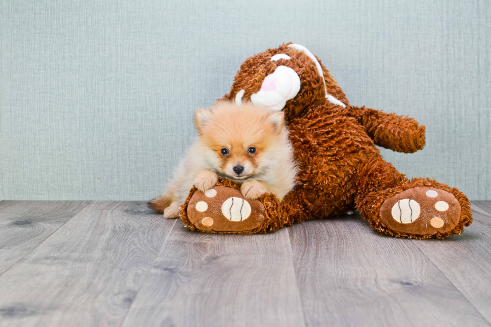 Hypoallergenic Pomeranian Baby