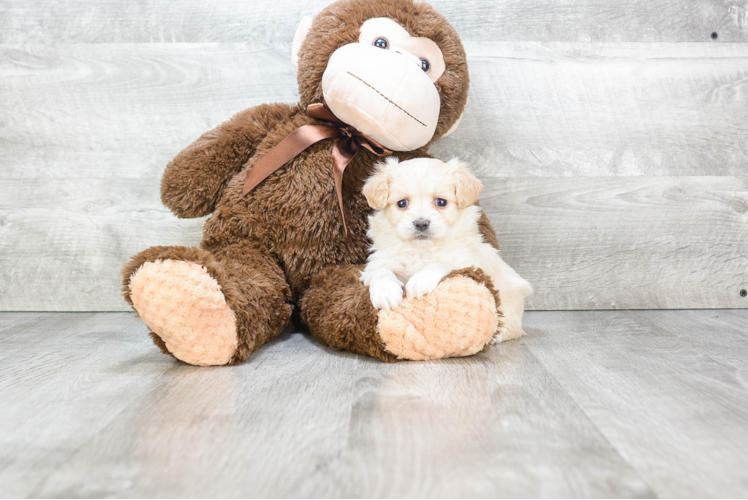 Petite Maltipoo Poodle Mix Pup