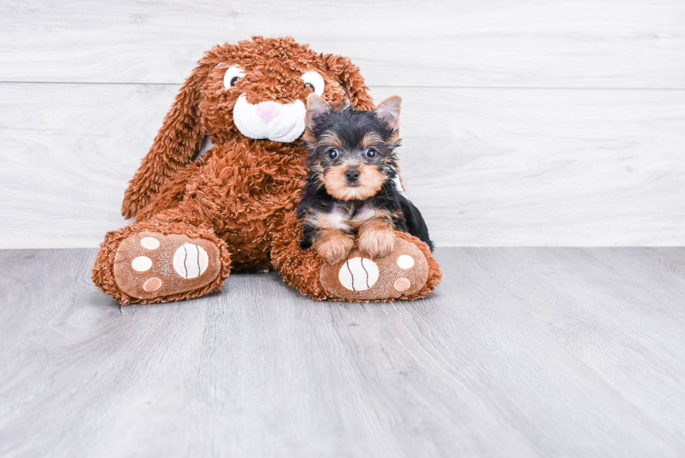 Meet Capone - our Yorkshire Terrier Puppy Photo 