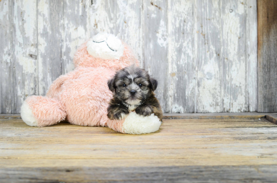 Smart Shorkie Designer Pup