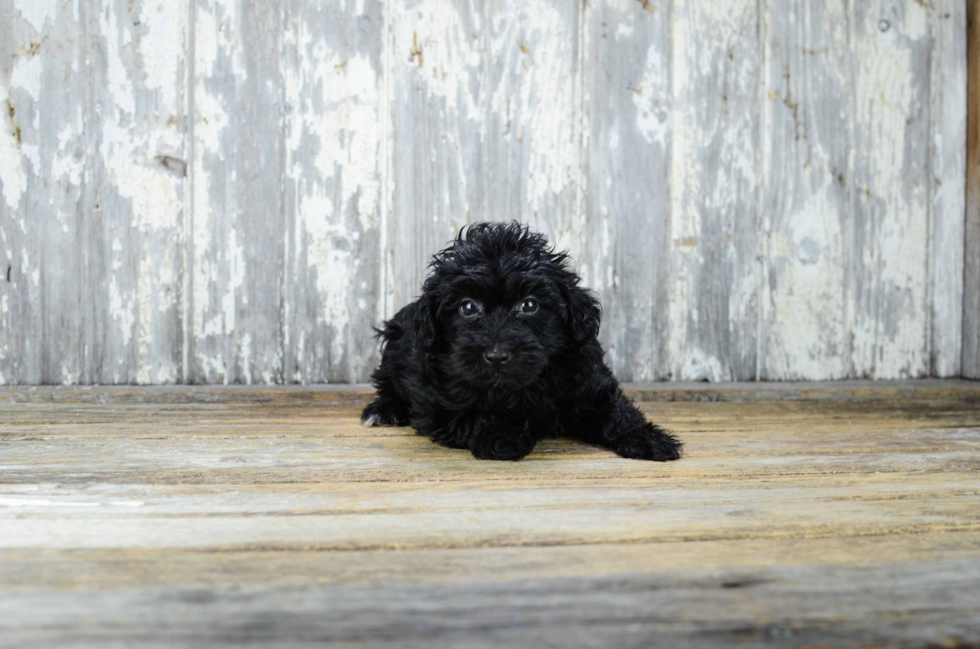 Little Yorkie Doodle Poodle Mix Puppy