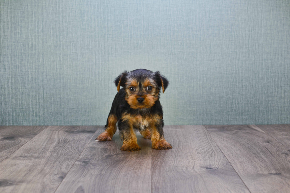 Meet Jeremy - our Yorkshire Terrier Puppy Photo 