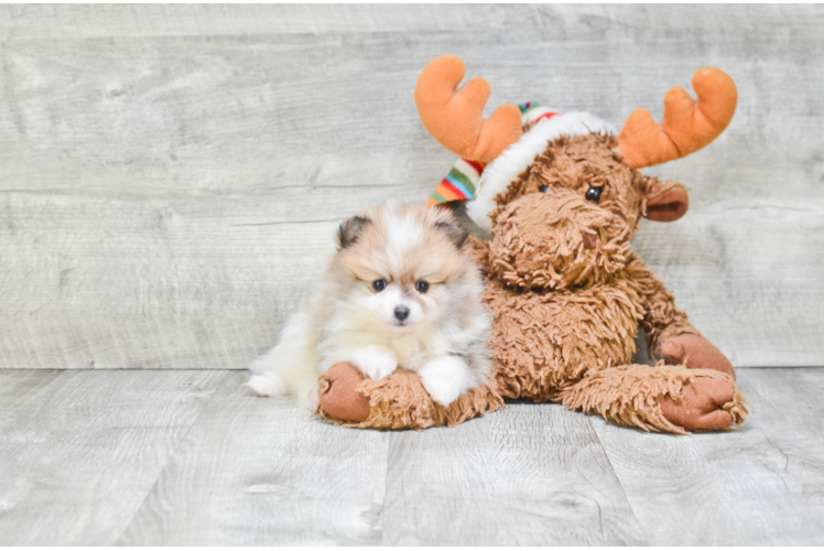 Cute Pomeranian Purebred Puppy