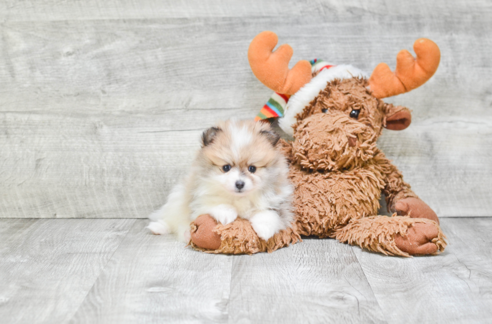 Cute Pomeranian Purebred Puppy