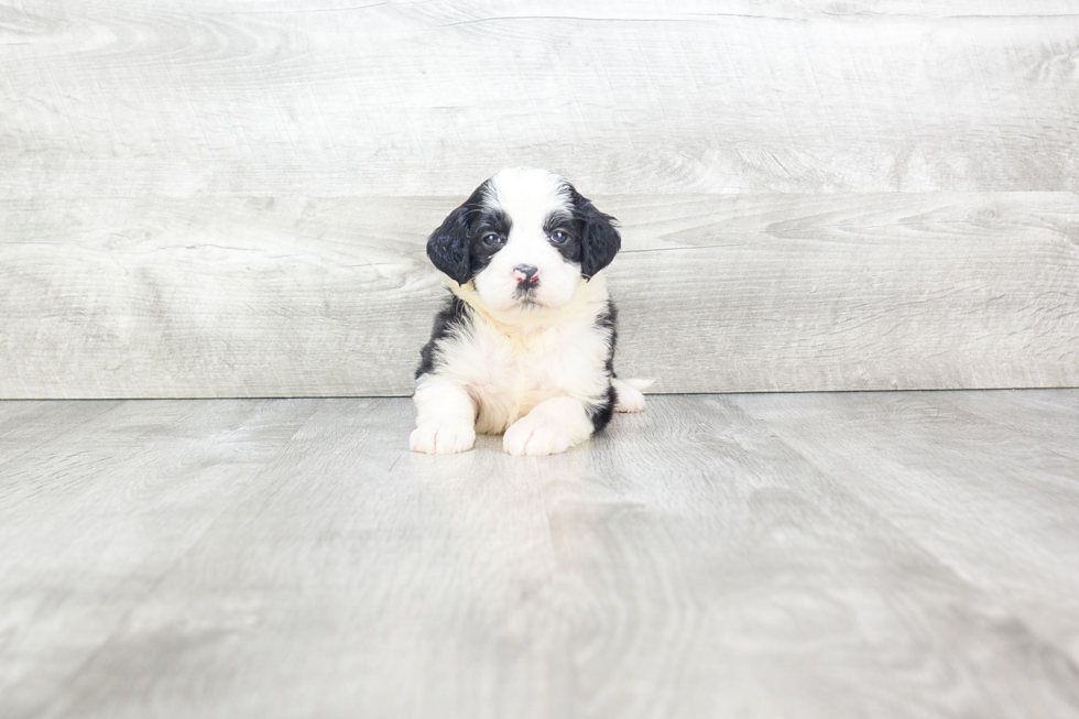 Sweet Mini Bernedoodle Baby