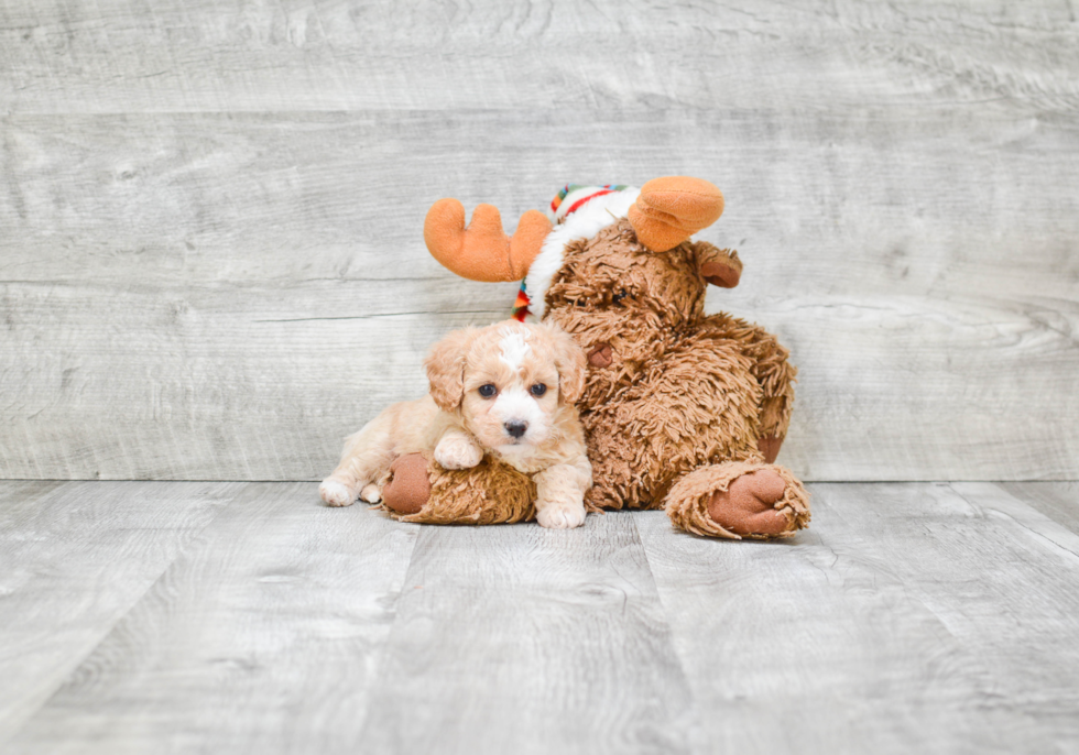 Maltipoo Puppy for Adoption