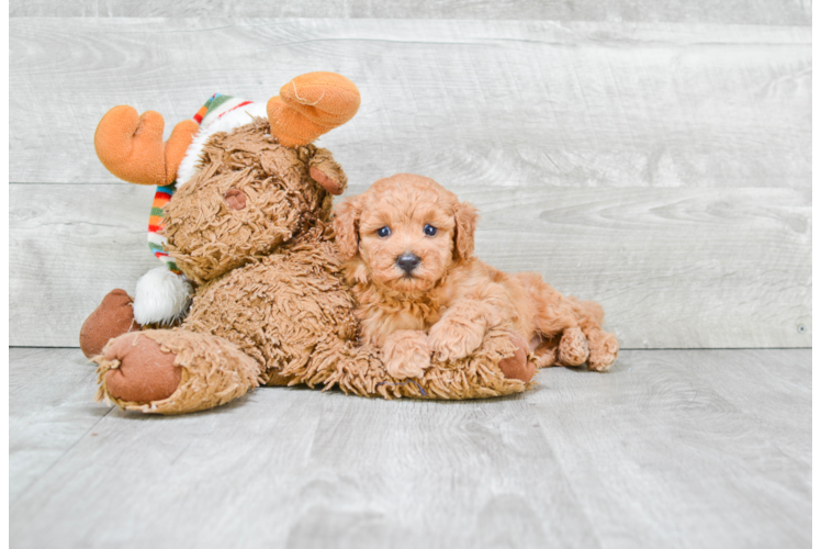 Best Poodle Baby