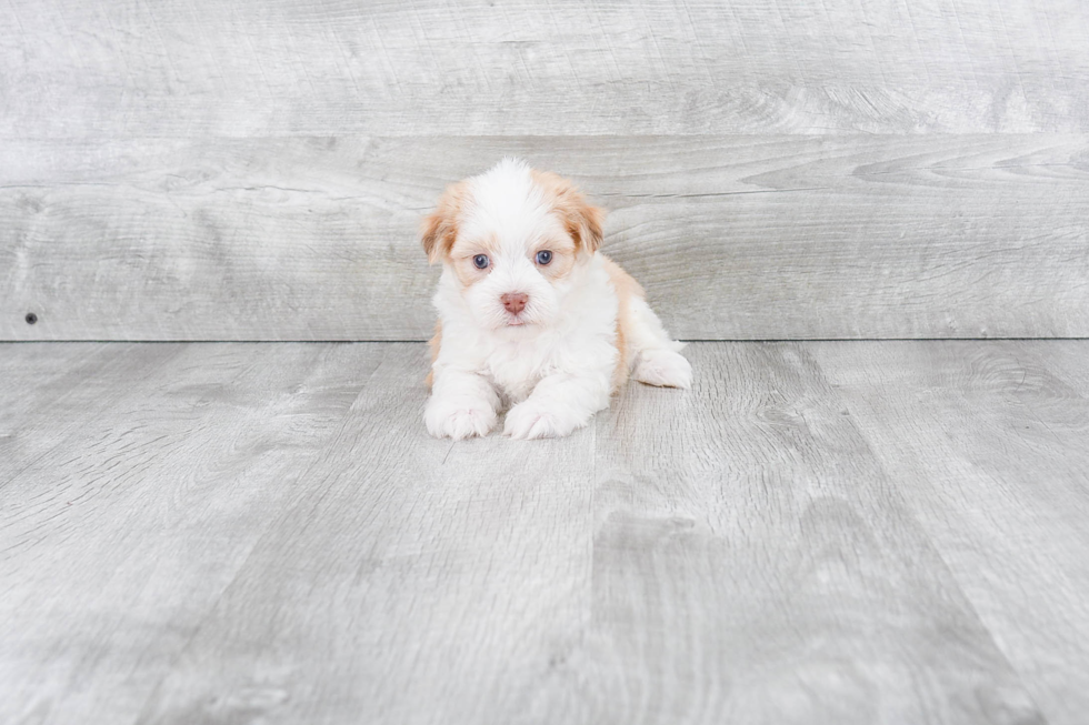 Hypoallergenic Havanese Purebred Pup