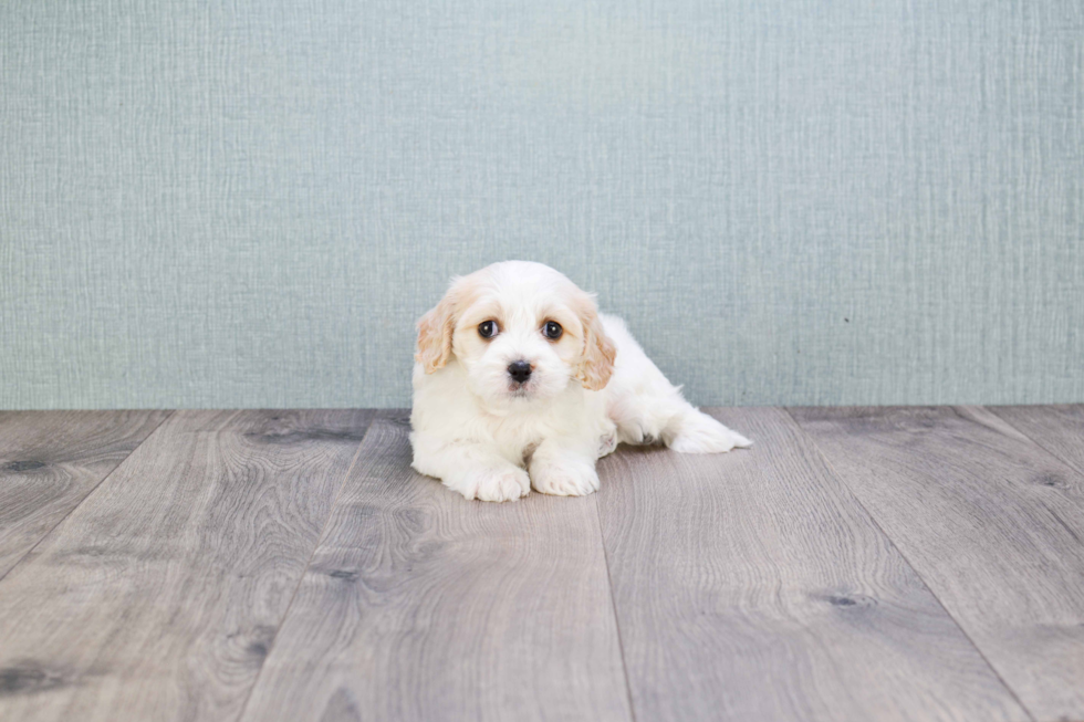 Cavachon Pup Being Cute