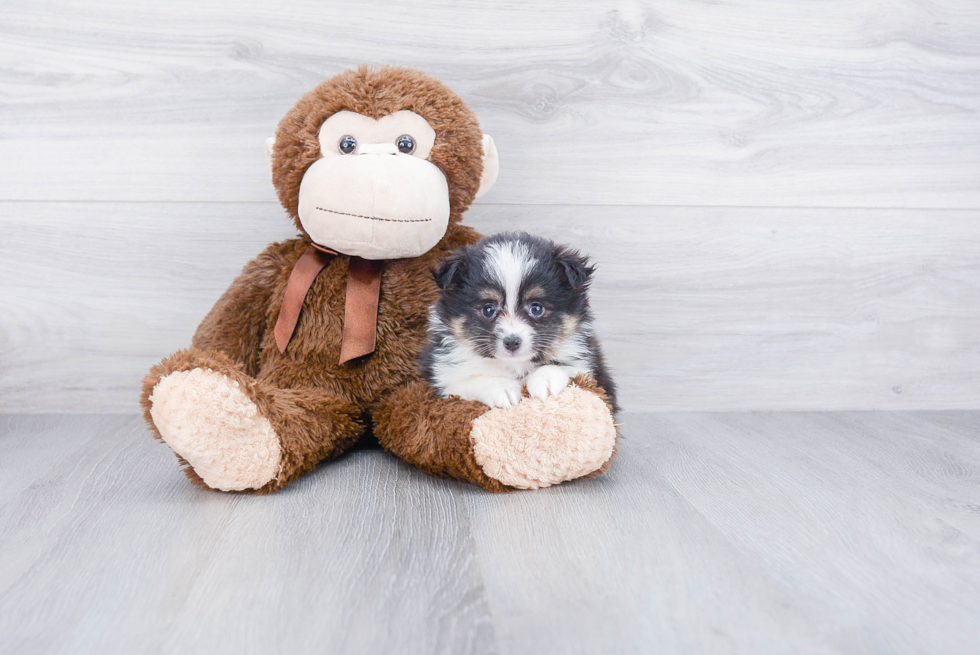 Playful Mini Husky Designer Puppy