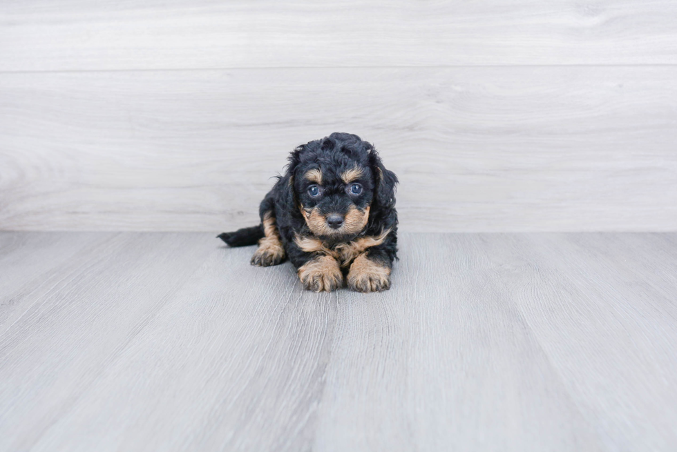 Mini Bernedoodle Pup Being Cute