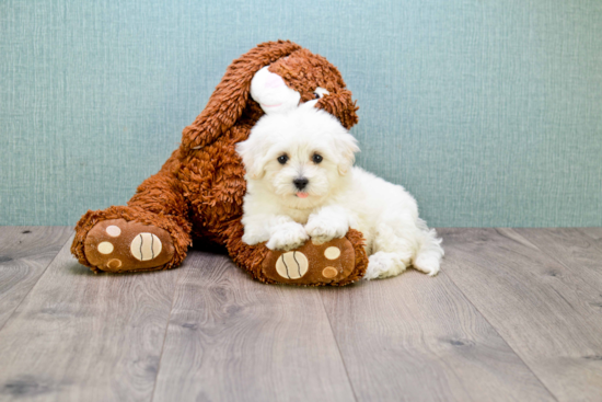 Best Maltipoo Baby