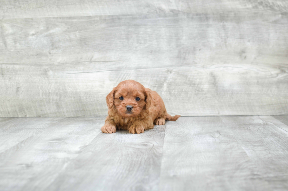 Best Cavapoo Baby