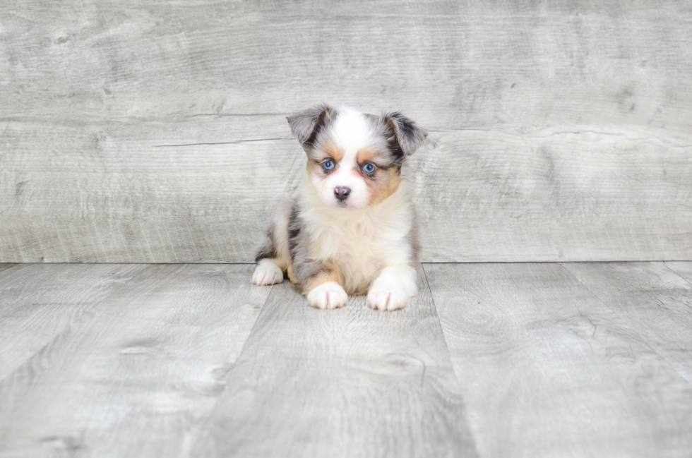 Best Mini Aussiedoodle Baby