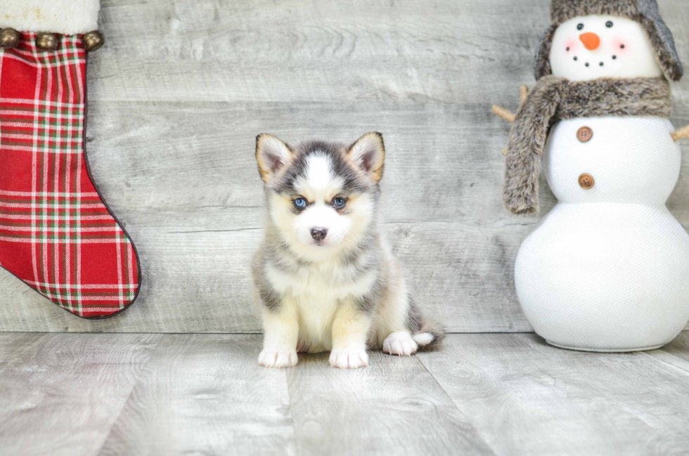 Playful Mini Husky Designer Puppy