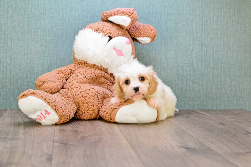 Happy Cavachon Baby