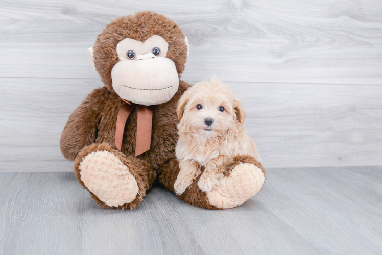 Small Maltipoo Baby