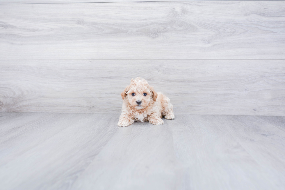 Maltipoo Pup Being Cute