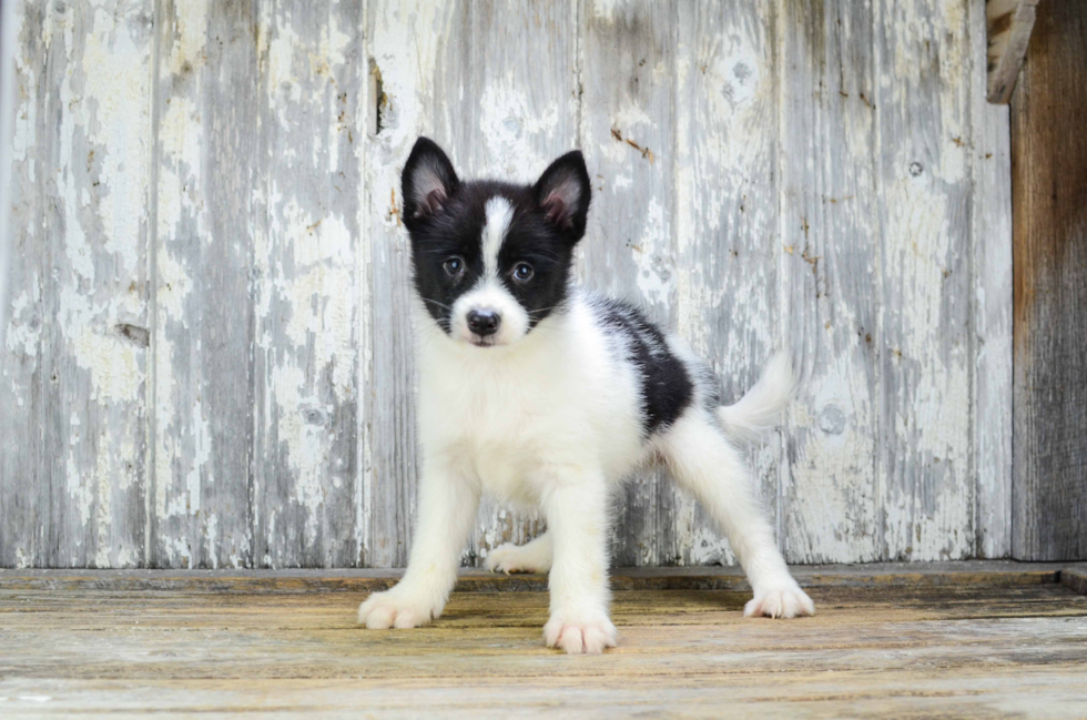 Best Pomsky Baby