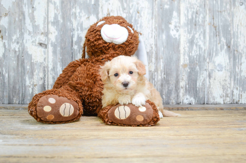 Best Maltipoo Baby