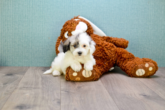 Akc Registered Havanese Purebred Pup