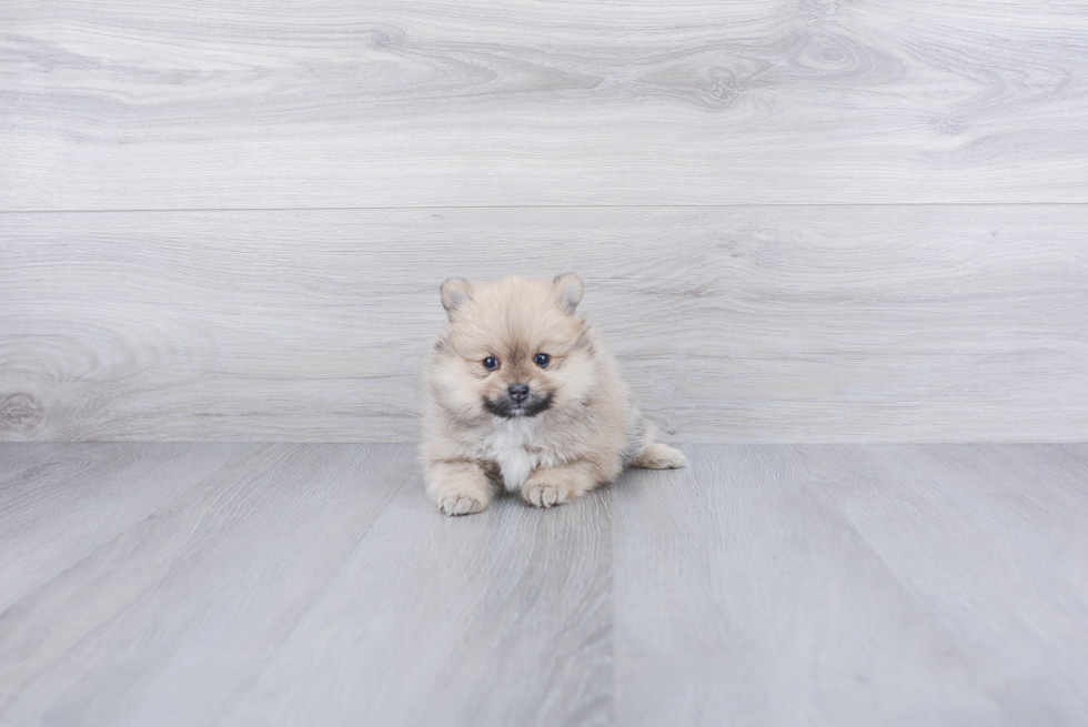 Pomeranian Pup Being Cute