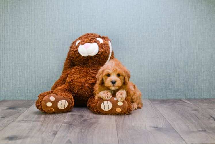 Sweet Cavapoo Baby