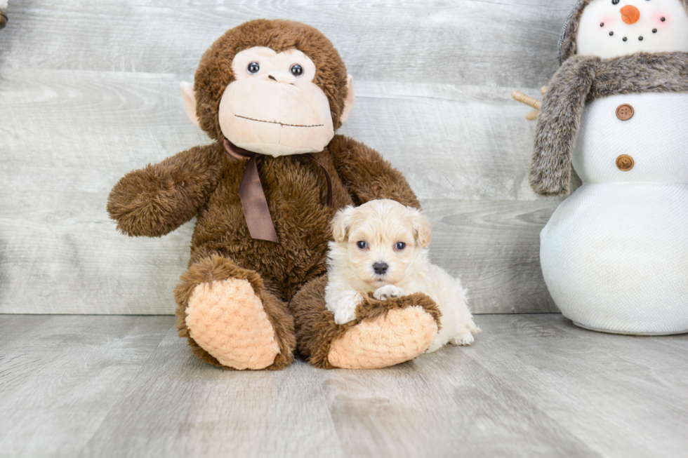 Friendly Maltipoo Baby