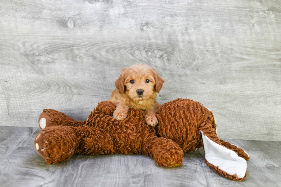 Sweet Mini Goldendoodle Baby