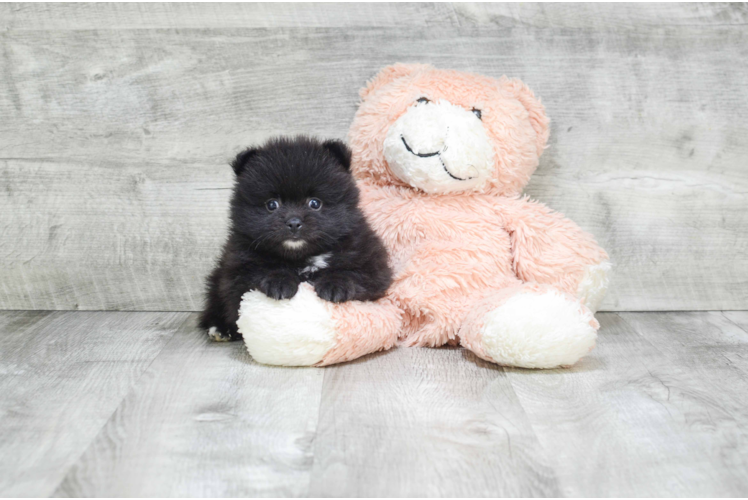 Pomeranian Pup Being Cute