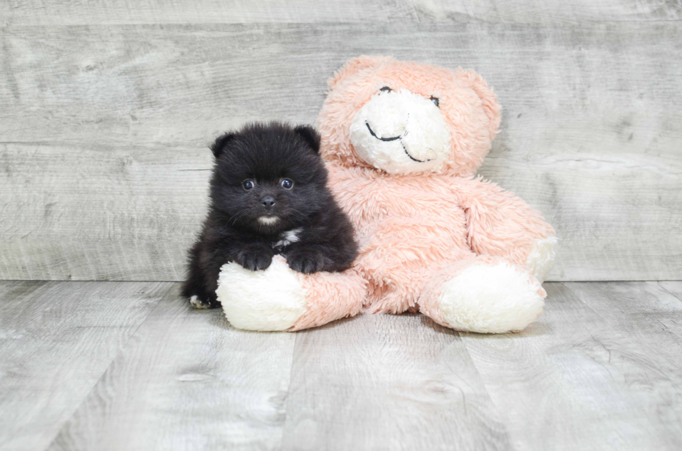 Pomeranian Pup Being Cute