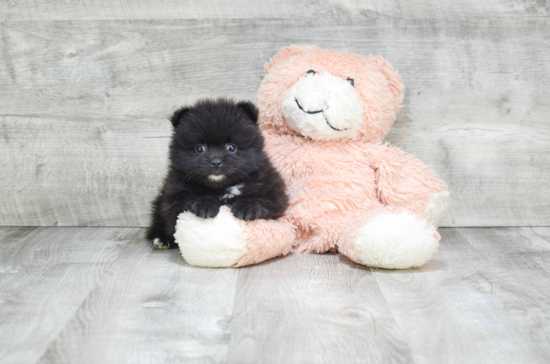 Pomeranian Pup Being Cute