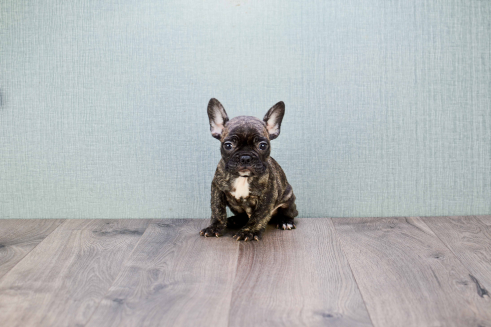 Best French Bulldog Baby