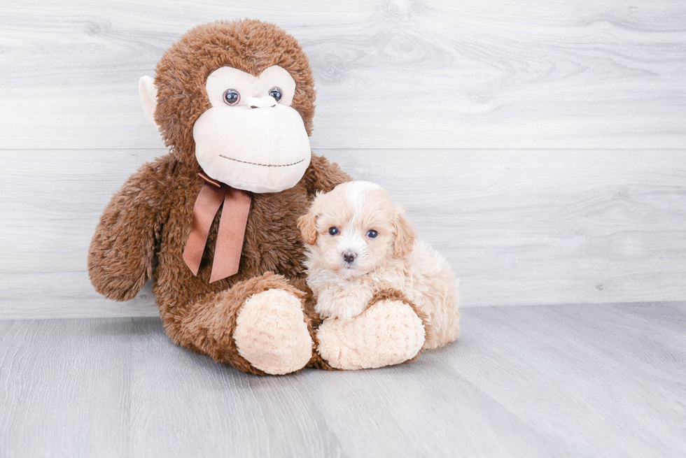 Smart Maltipoo Poodle Mix Pup