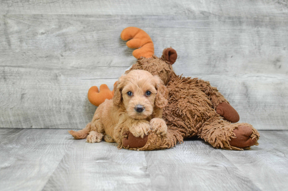 Energetic Golden Retriever Poodle Mix Puppy