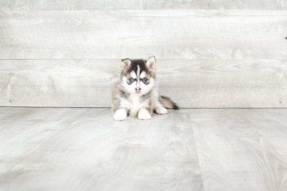 Hypoallergenic Mini Husky Designer Puppy