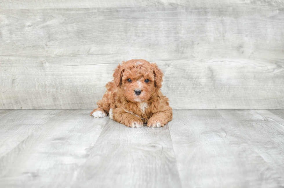 Cavapoo Pup Being Cute