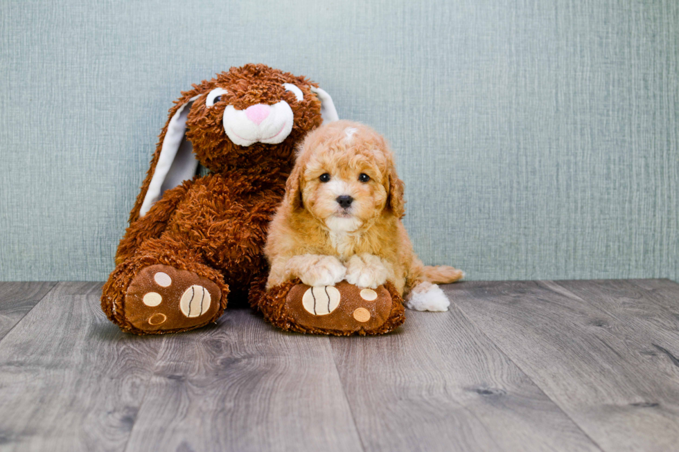 Best Cavapoo Baby