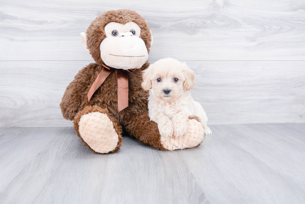 Sweet Maltipoo Baby